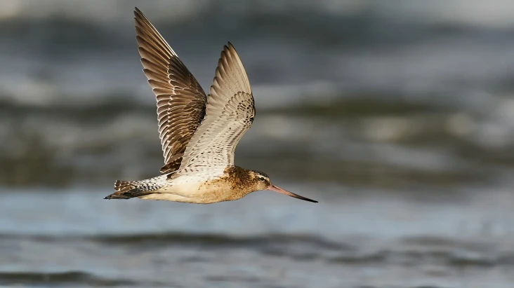 Godwit, Burung yang...