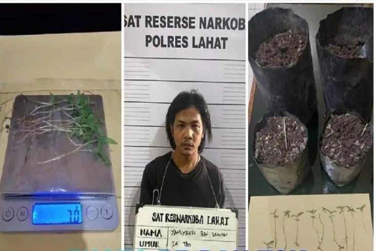 Nekat Tanam Ganja di...