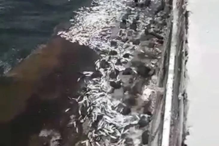 Penyebab Ribuan Ikan...