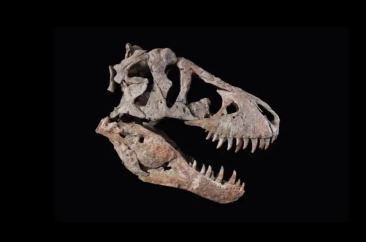 Tengkorak Kepala T-Rex...