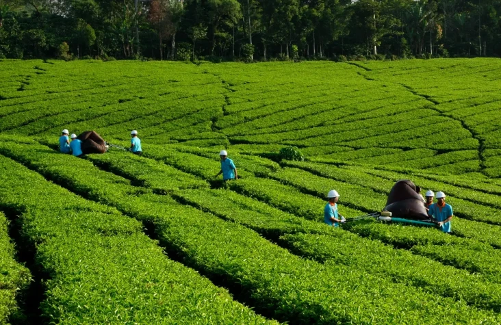 Milenial di BUMN Perkebunan...