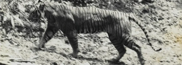 Laporan Penampakan Harimau...