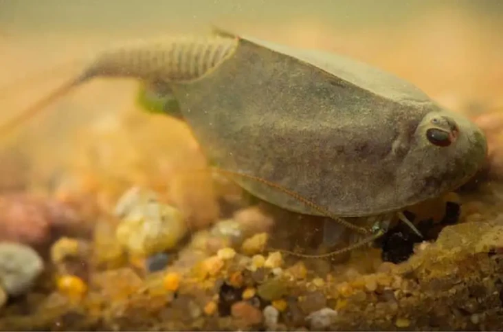 Udang Kecebong Triops...