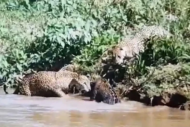 Aliansi Jaguar Jantan,...