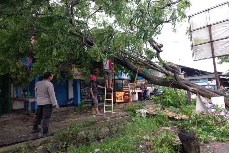 Pohon Mati Setinggi...