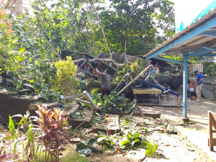 Pohon Tumbang Timpa...