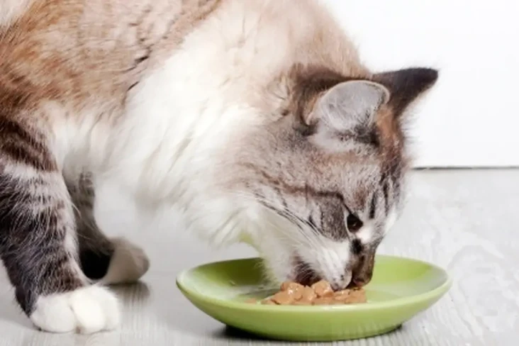 Gara-gara Beri Makan...