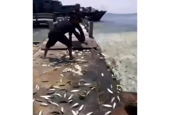 Heboh! Ribuan Ikan Lompat...