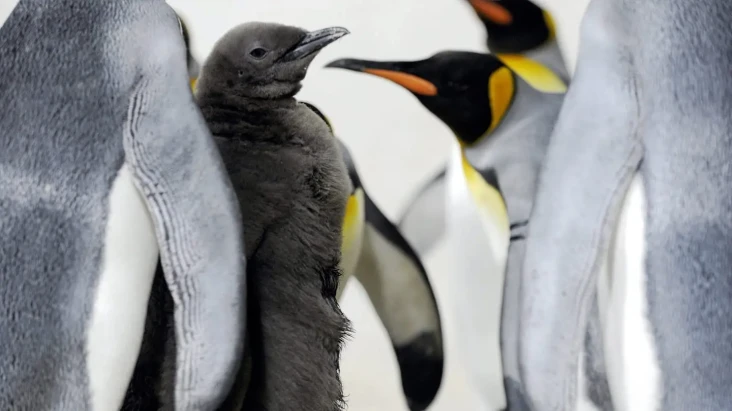 Penguin dan 65 Spesies...