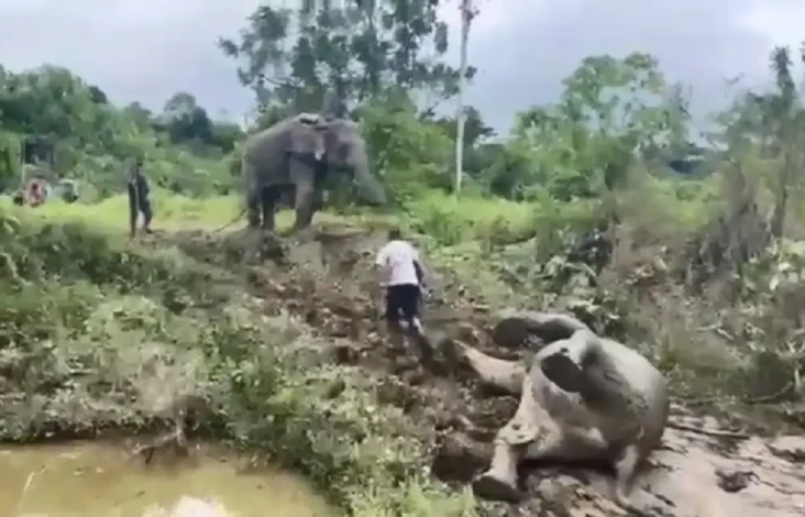 Tragis! 1 Ekor Gajah...