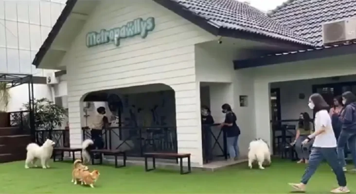 Penitipan Anjing di...