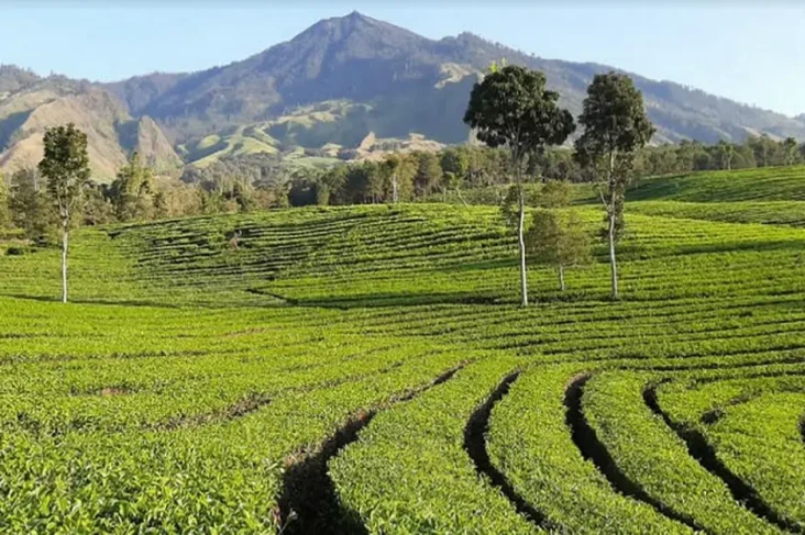 3 Destinasi Agrowisata...