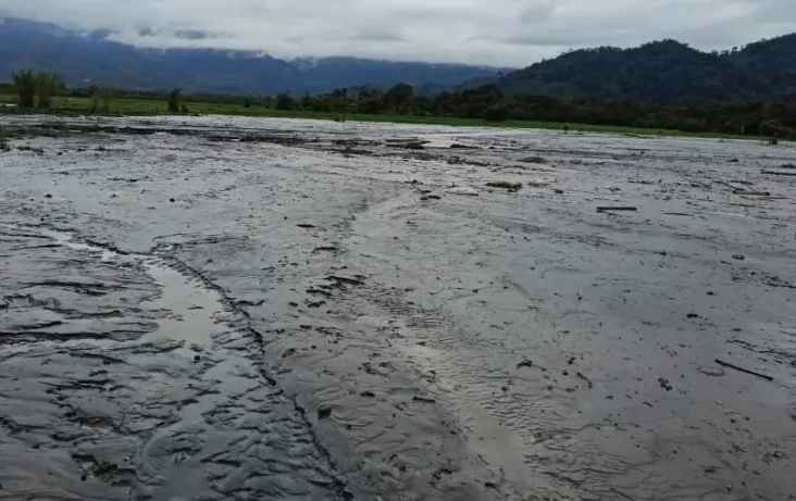 Puluhan Hektare Sawah...