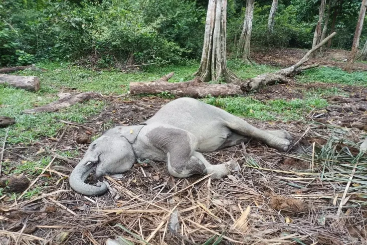 Memilukan Gajah Penghuni...