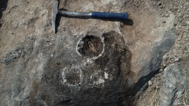 Ahli Paleontologi Temukan...