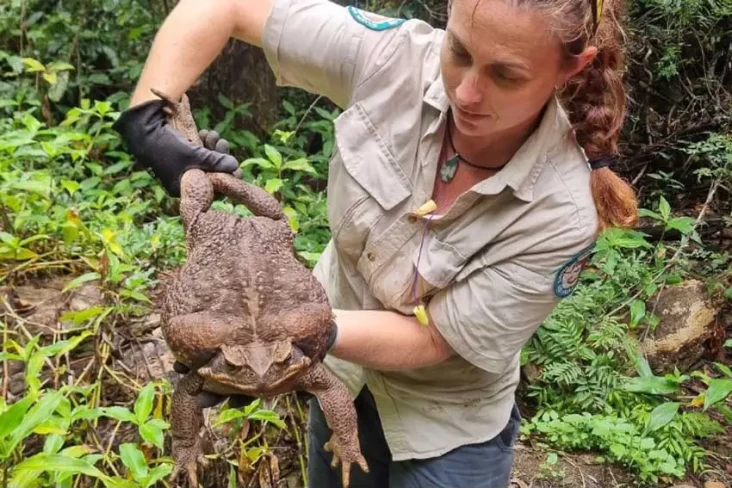 Toadzilla, Monster Katak...