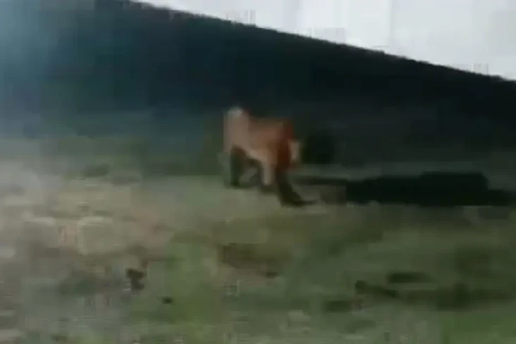 Menyeramkan! Harimau...