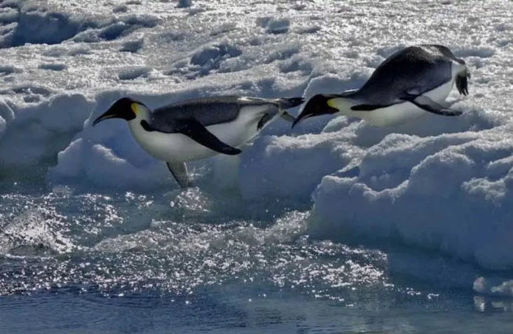 Koloni Penguin Kaisar...