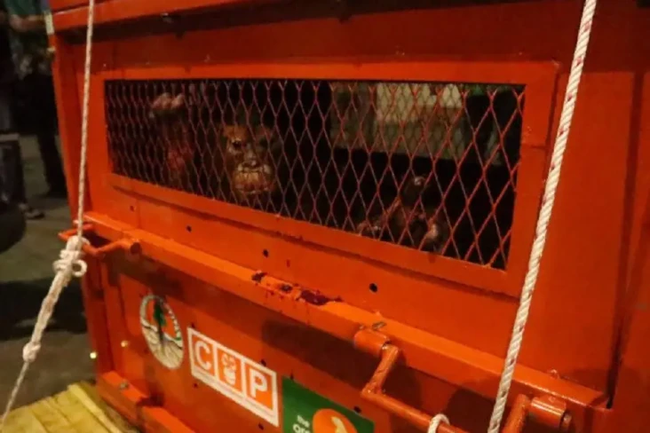 Astuti, Orangutan Korban...