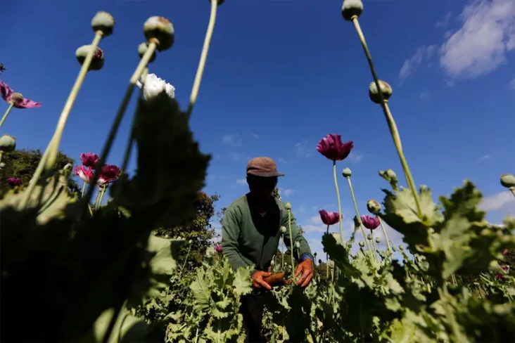 PBB: Pertanian Opium...