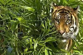 Harimau Terkam 4 Orang...