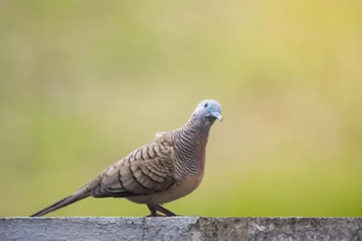 Ini Mitos-Mitos Burung...