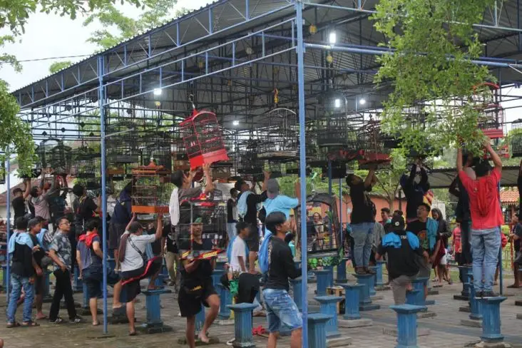 Sejarah Perlombaan Burung...