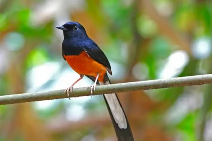 5 Burung Kicau dengan...