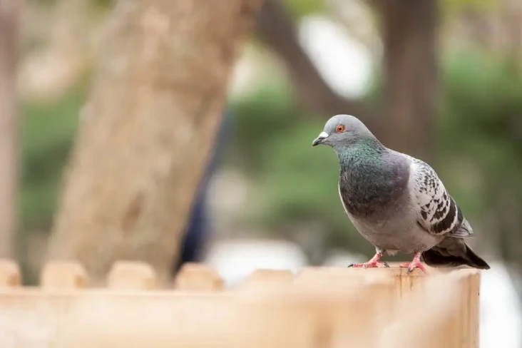10 Jenis Burung dengan...