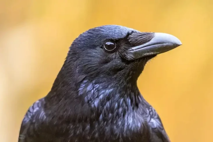 Deretan Mitos Burung,...