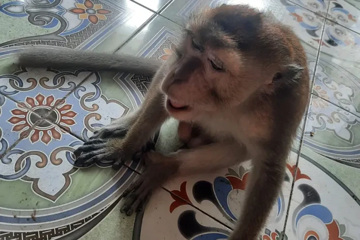 Monyet Milik Warga Grogol...