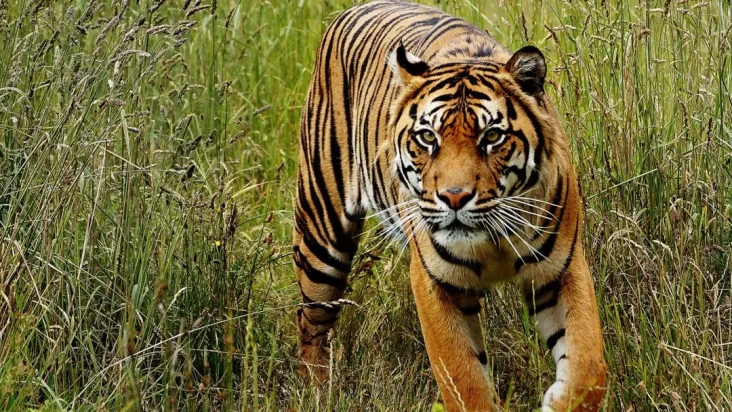 2 Warga Aceh Selatan...