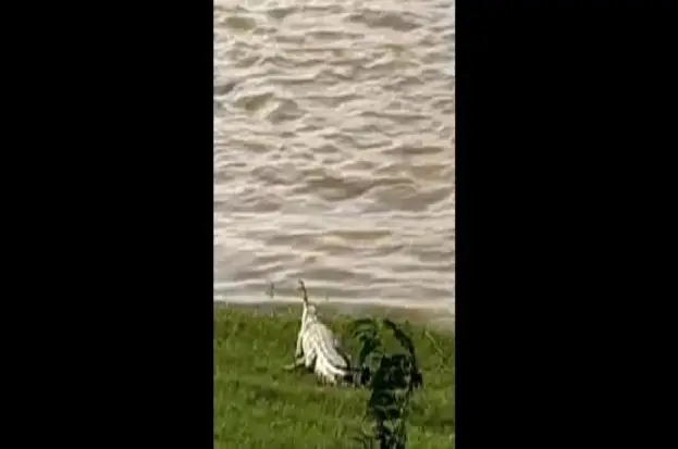 Penampakan Buaya Putih...