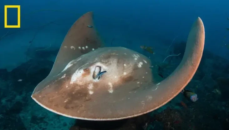 Ikan Manta Terbesar...