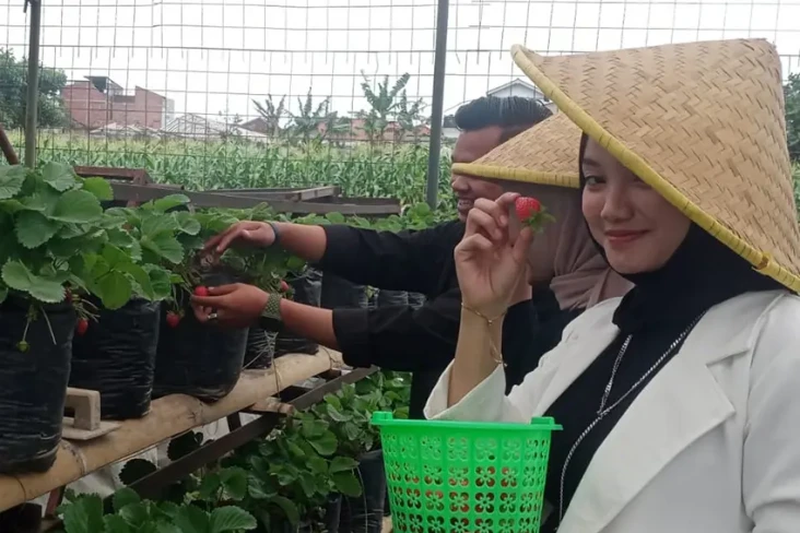 Sensasi Memetik Strawberry...