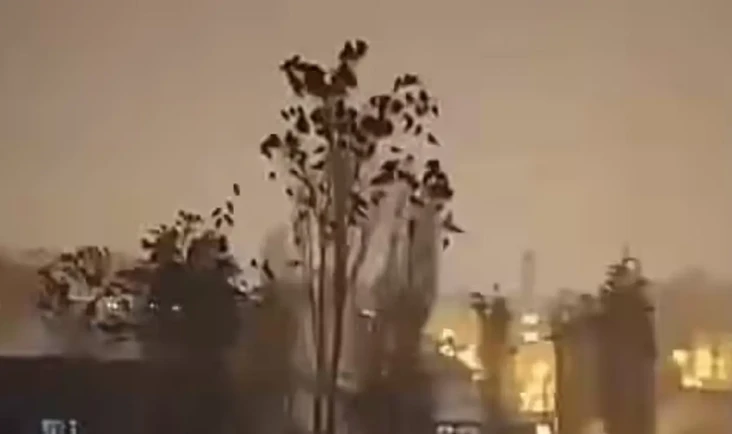 Viral! Sekawanan Burung...