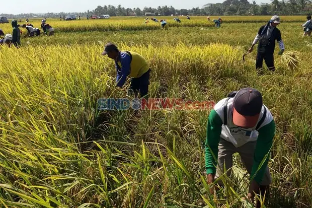 Panen Raya, Petani Sumbang...