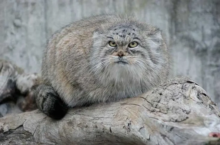 Pallas, Kucing Liar...