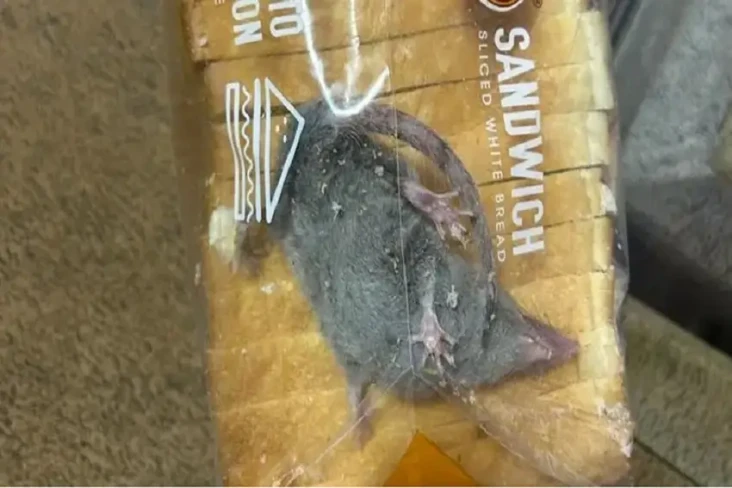 Horor, Tikus Hidup Ditemukan...