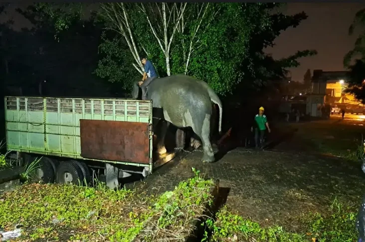 Wow! Gajah Taman Rimba...