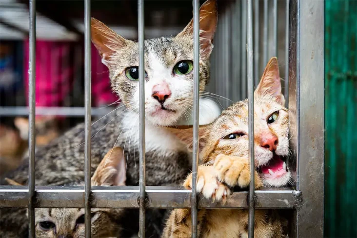 Polisi Vietnam Temukan...