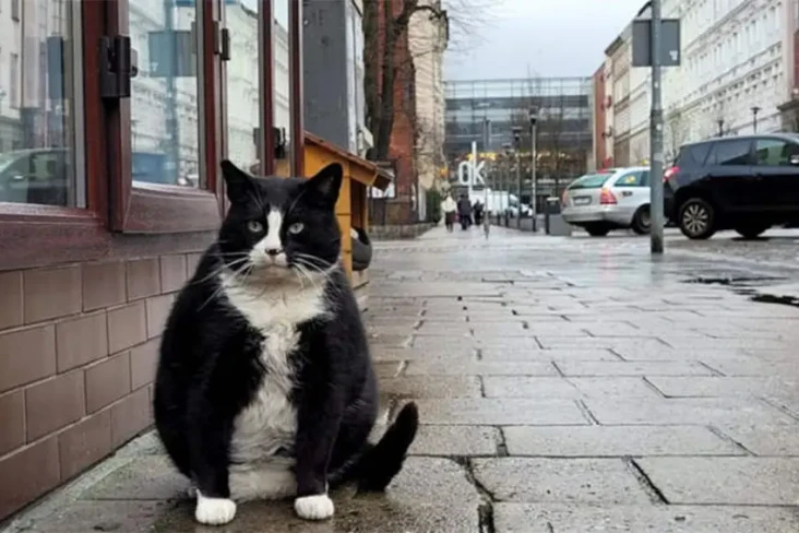 Kucing Gemuk Mampu Kalahkan...