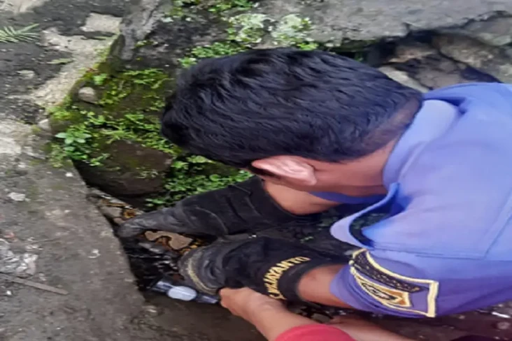 Ular Sanca Sepanjang...