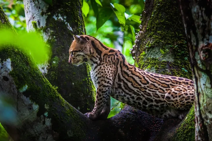 Hutan Amazon akan Berubah...
