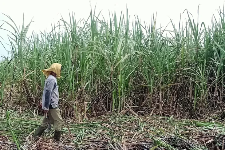 Genjot Produksi Tebu...