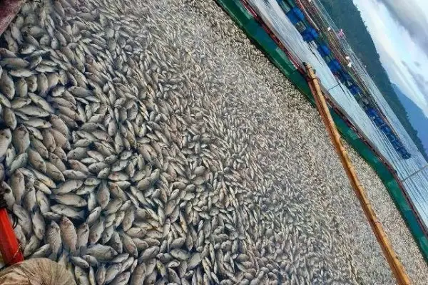 Ribuan Ekor Ikan Mati...