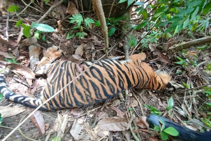 Memilukan! Harimau Sumatera...
