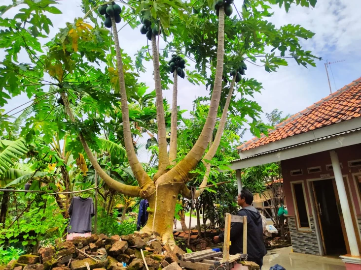 Penampakan Pohon Pepaya...
