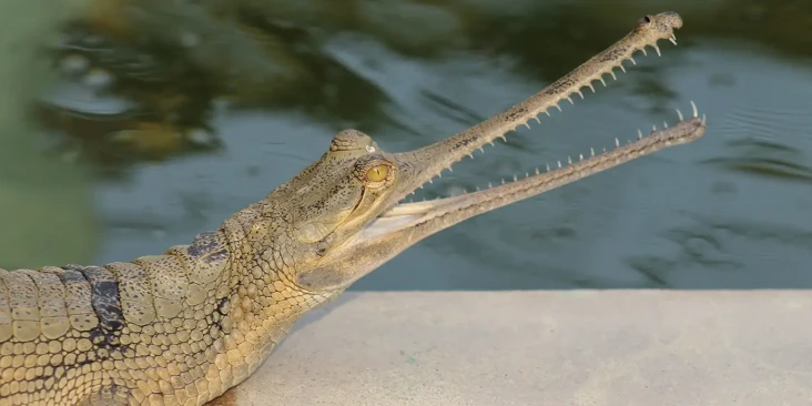 5 Fakta Menarik Gharial,...