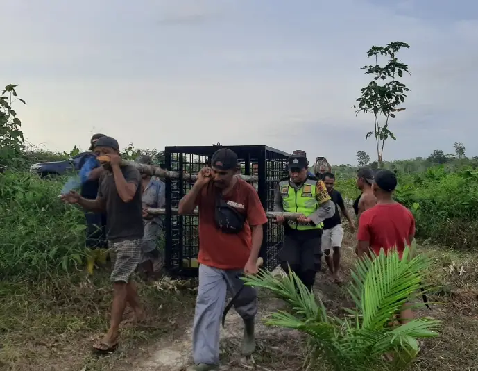 Beruang Liar Serang...